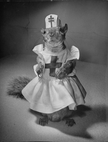 Illustration for article titled This squirrel was a 1940s fashion plate